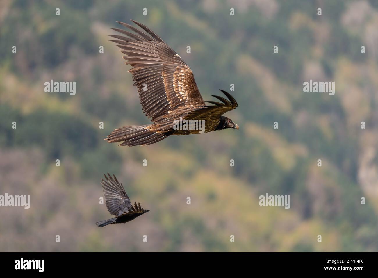 Junger bärtiger Geier, der neben einer Krähe fliegt Stockfoto