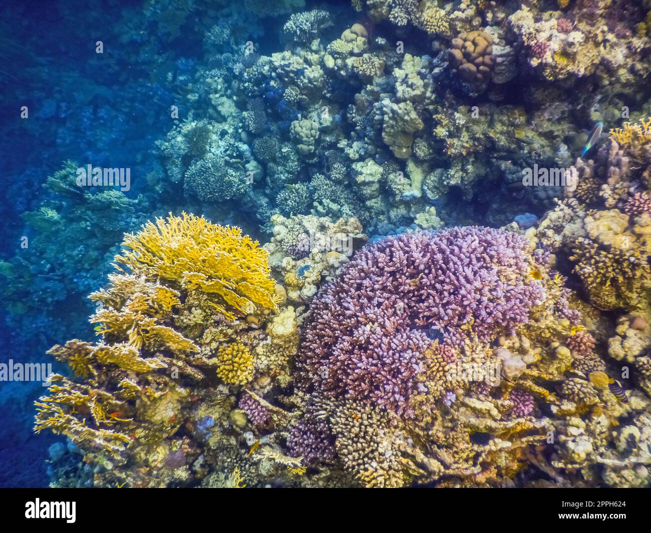 Andere Farben als die Korallen beim Schnorcheln im Urlaub Stockfoto