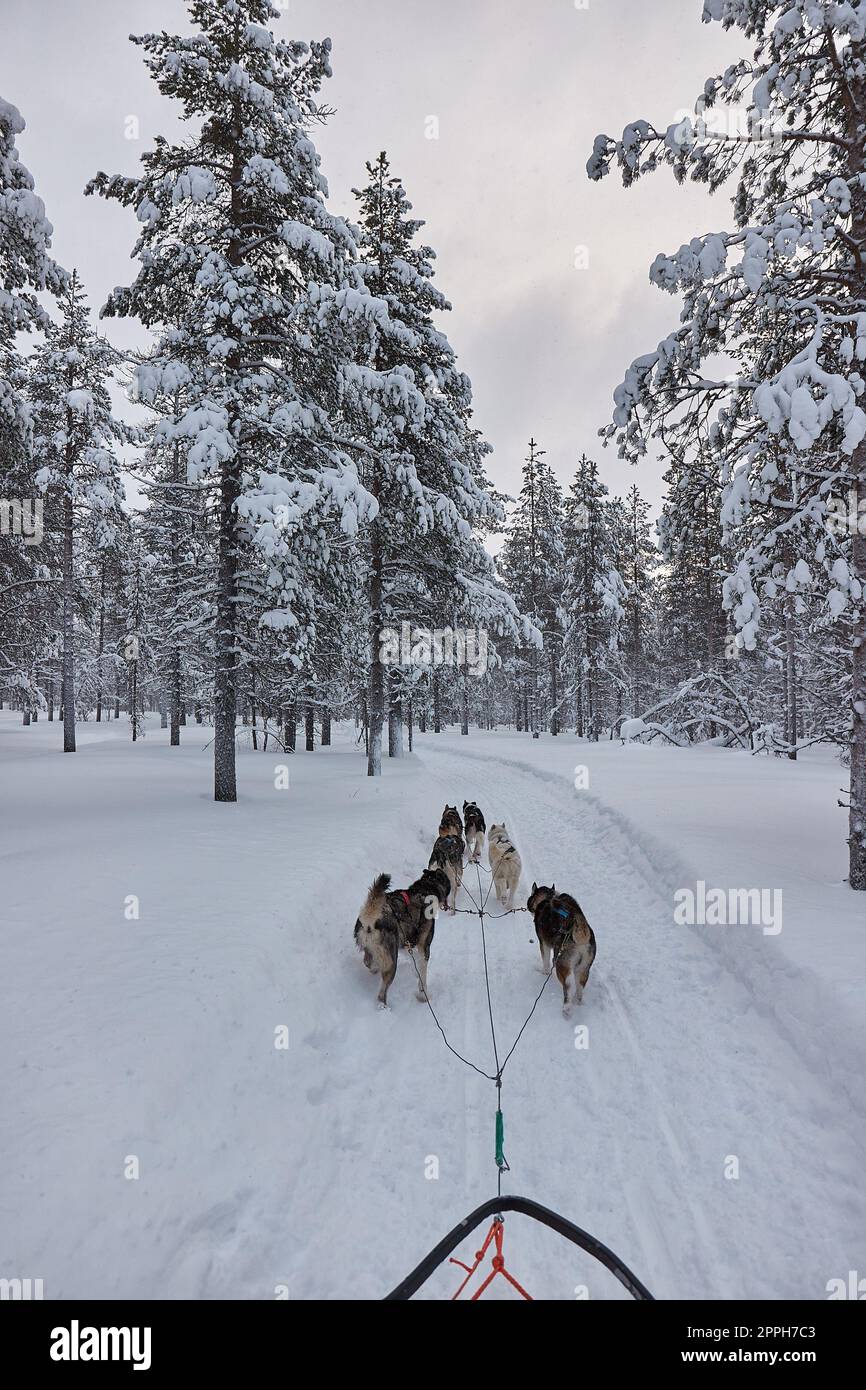 Hundeschlittenfahrt im Winter arktischen Wald Stockfoto