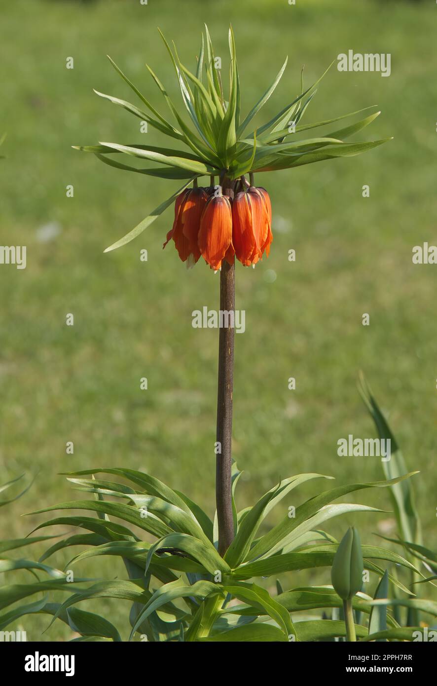 Fritillaria imperialis mit noch geschlossenen Blumen im Park, die Pflanze auch als kronische, kaiserliche oder Kaiserkrone bekannt Stockfoto