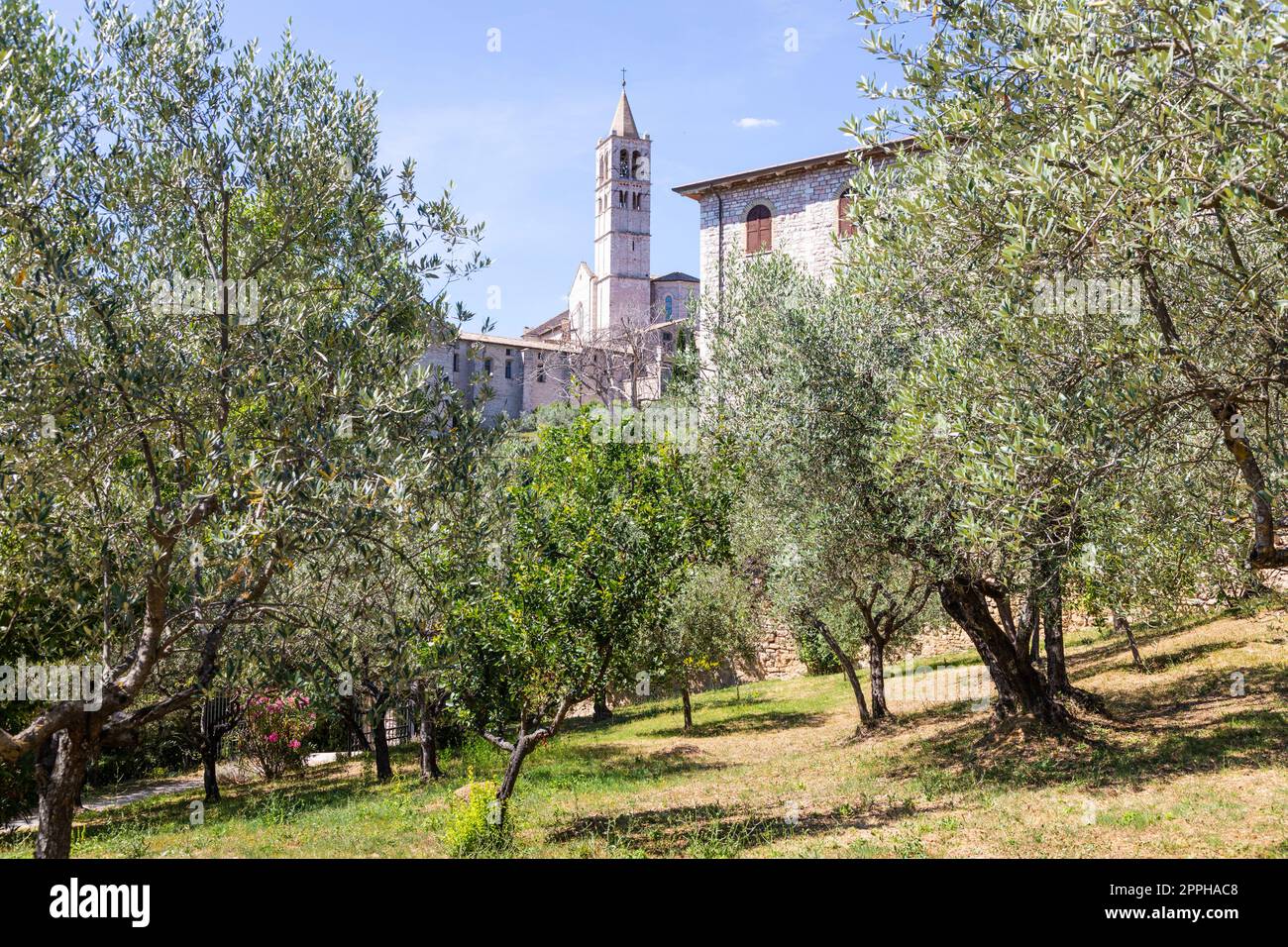 Olivenbäume im Dorf Assisi in Umbrien, Italien. Die Stadt ist berühmt für die wichtigste italienische Basilika, die dem St. Francis - San Francesco. Stockfoto