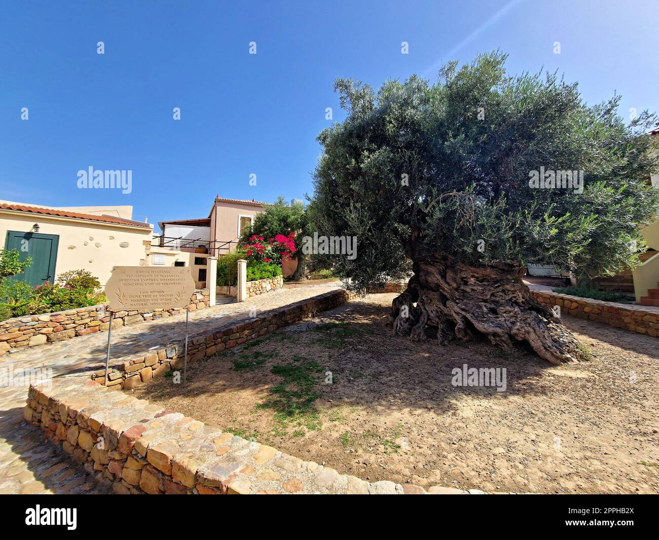 thuja q Buy Father Muller Thuja Occidentalis Mother Tincture Q Online main image 1