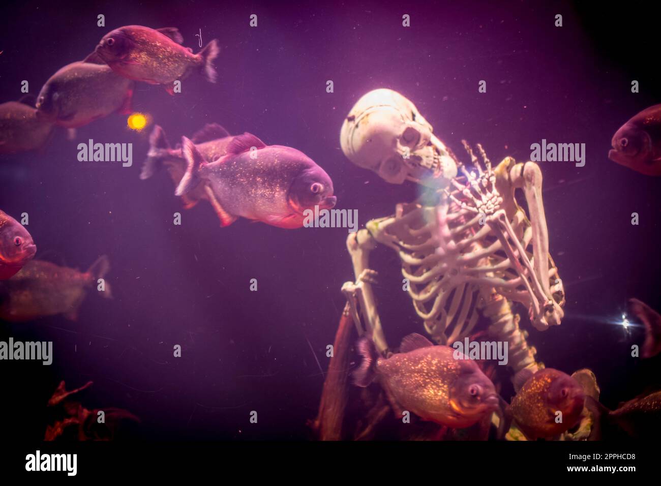 Piranhas in einem Aquarium, mit einem menschlichen Skelett Stockfoto
