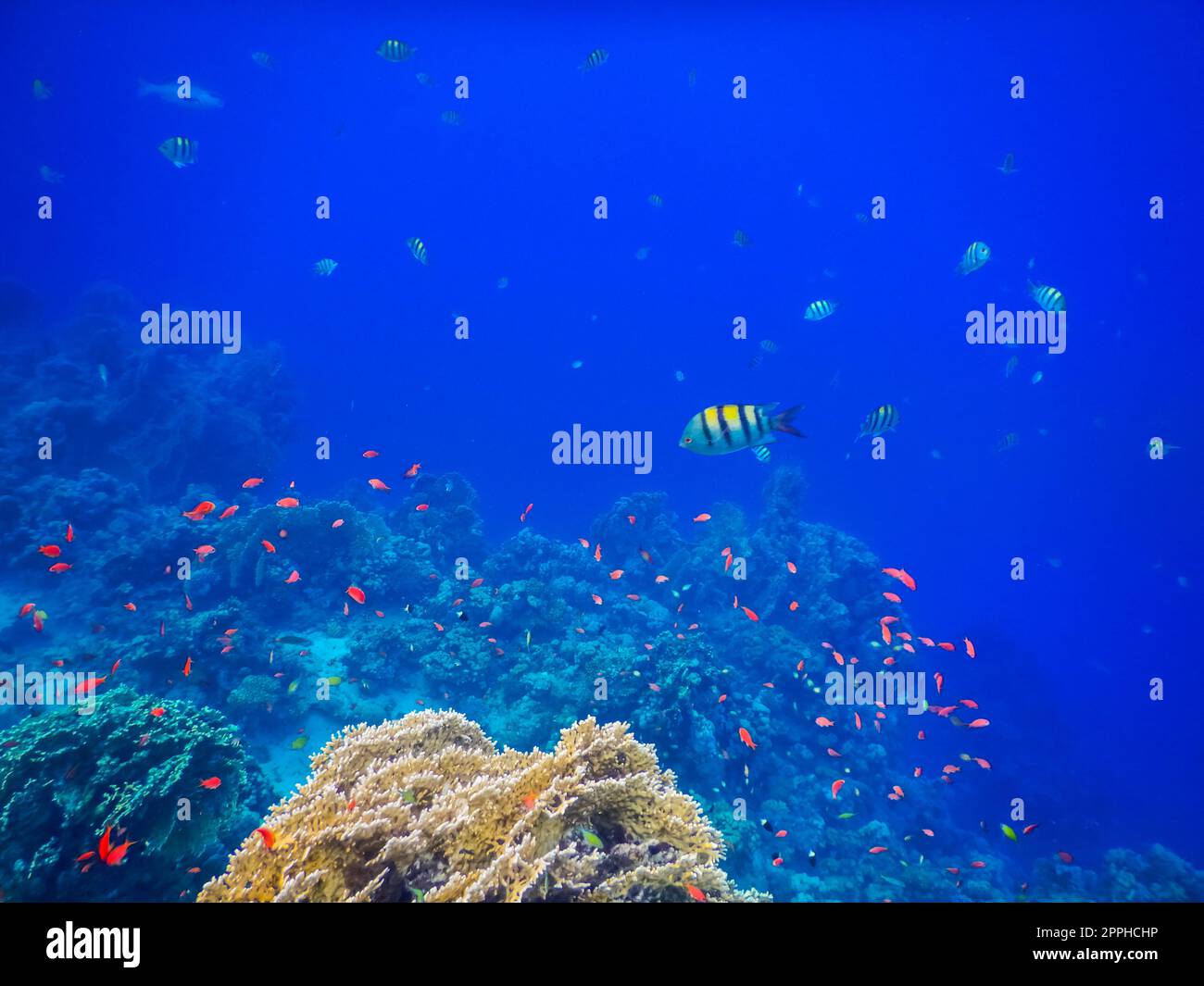 Verschiedene bunte Fische über Korallen im blauen Wasser Stockfoto