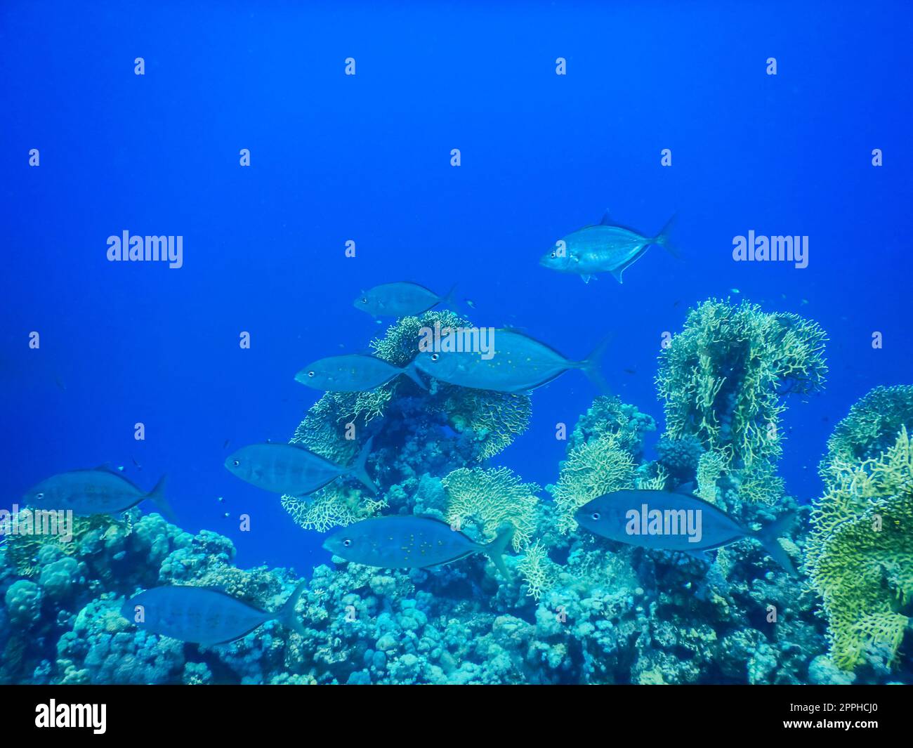 Graue Fische in der Nähe von Korallen im tiefblauen Wasser beim Tauchen Stockfoto