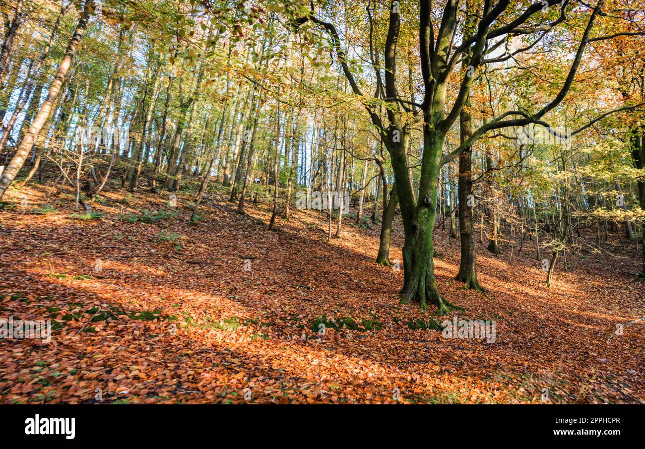 Herbstfarbe der gefallenen Buchenblätter in Spring Wood, Whalley, Lancashire, Vereinigtes Königreich. Stockfoto
