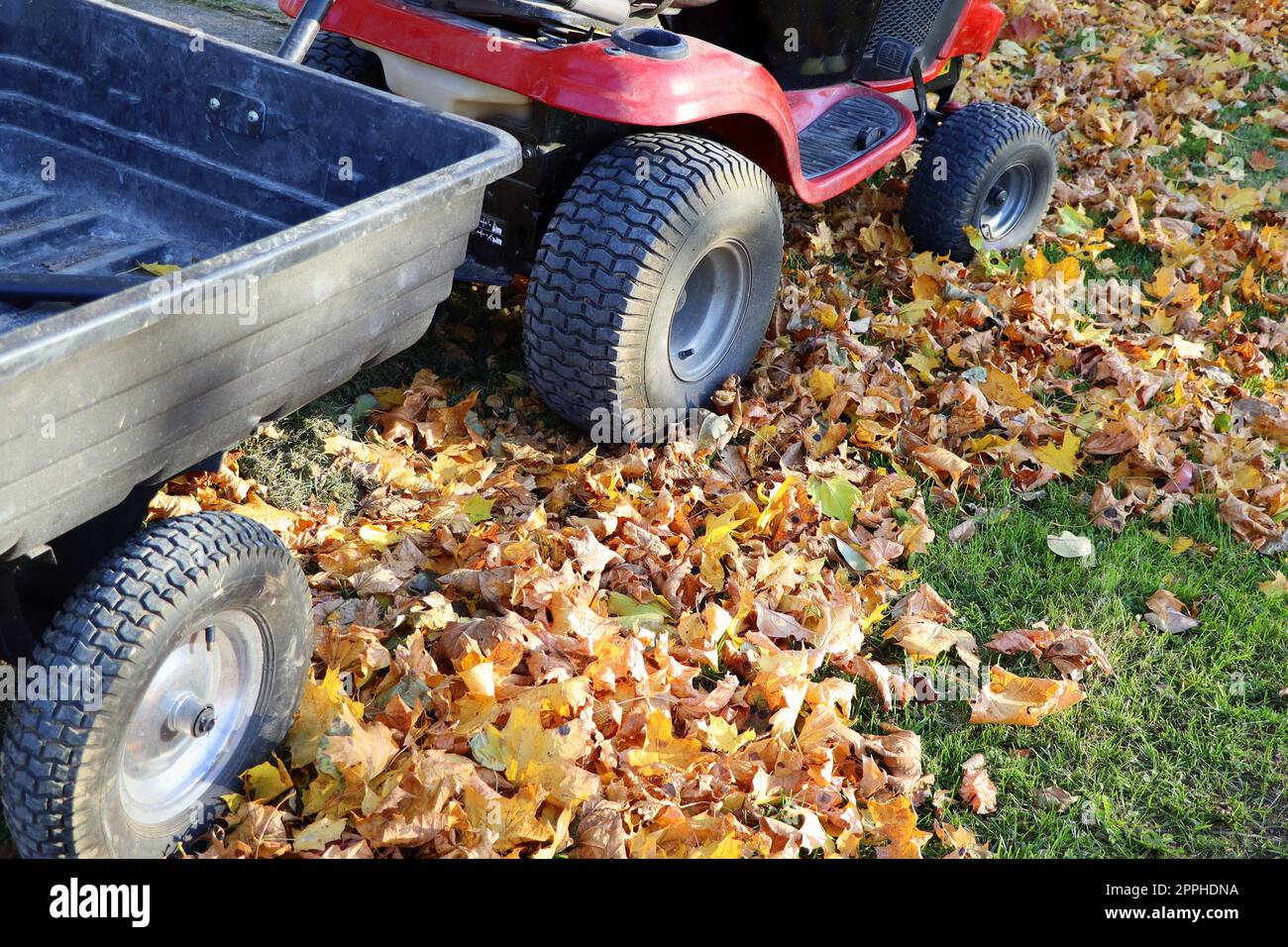 Roter Rasenmäher mit großem Behälter im Garten. Konzept Gartenarbeit, Mähen, Arbeiten im Freien im Herbst Stockfoto