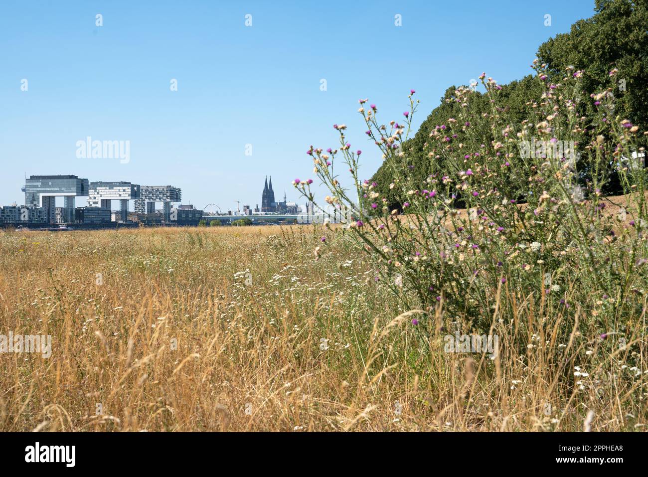 Dürre in Deutschland, ausgetrocknete Wiesen am Rhein Stockfoto