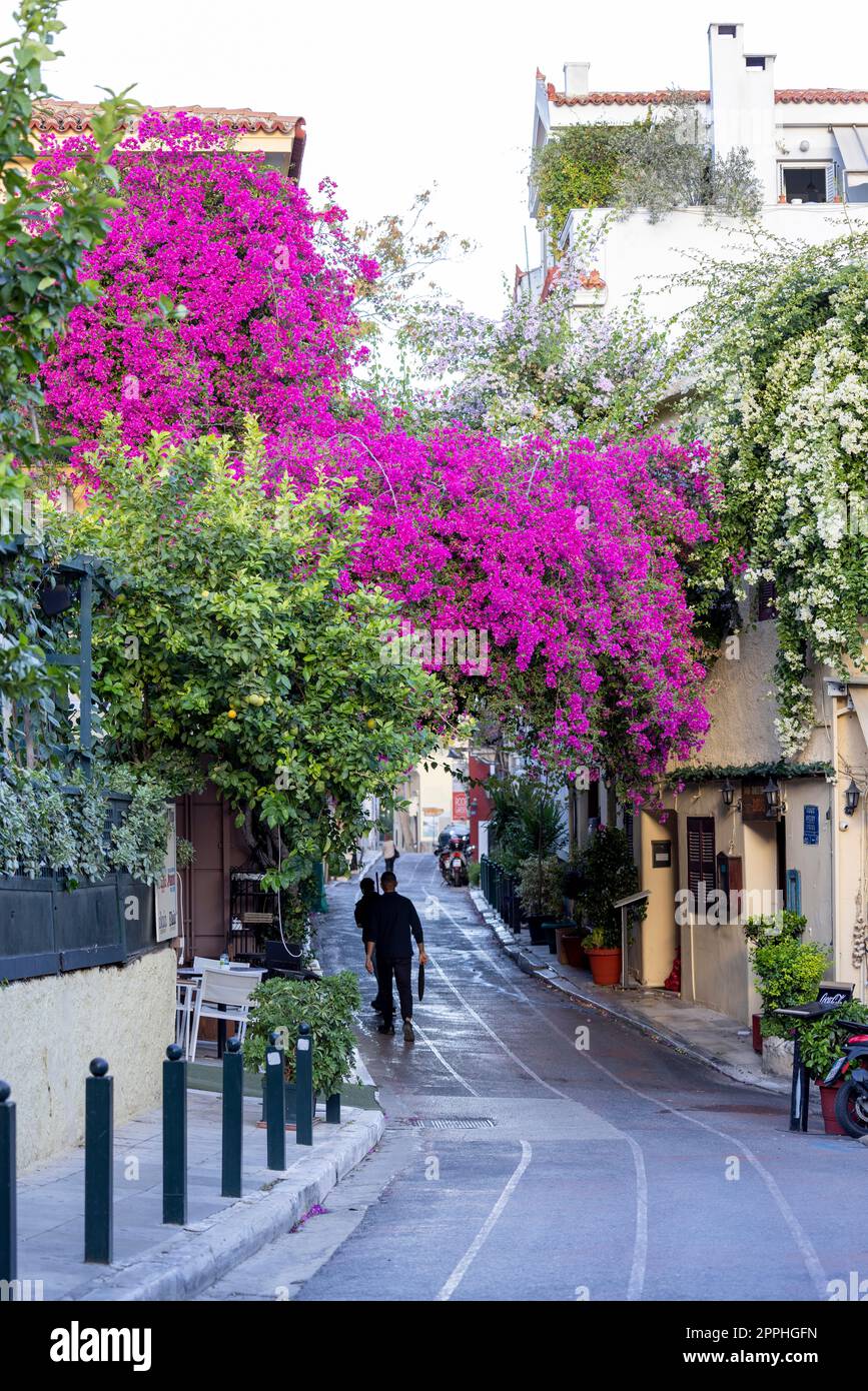 Blühender, wunderschöner Busch von Bougainvillea auf einer berühmten Straße in Plaka, Athen, Griechenland Stockfoto