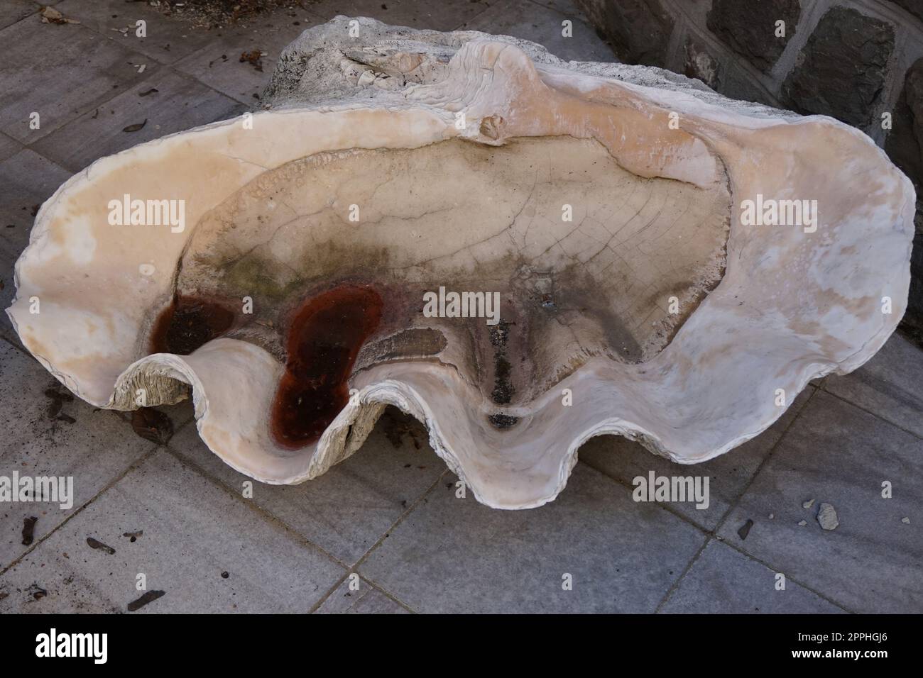 Leere Ginat-Muschel als Beispiel eines Grosstieres Stockfoto