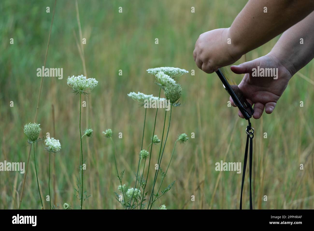 Die Hände halten ein Smartphone und machen Fotos von den kleinen Blumen von Daucus carota. Stockfoto
