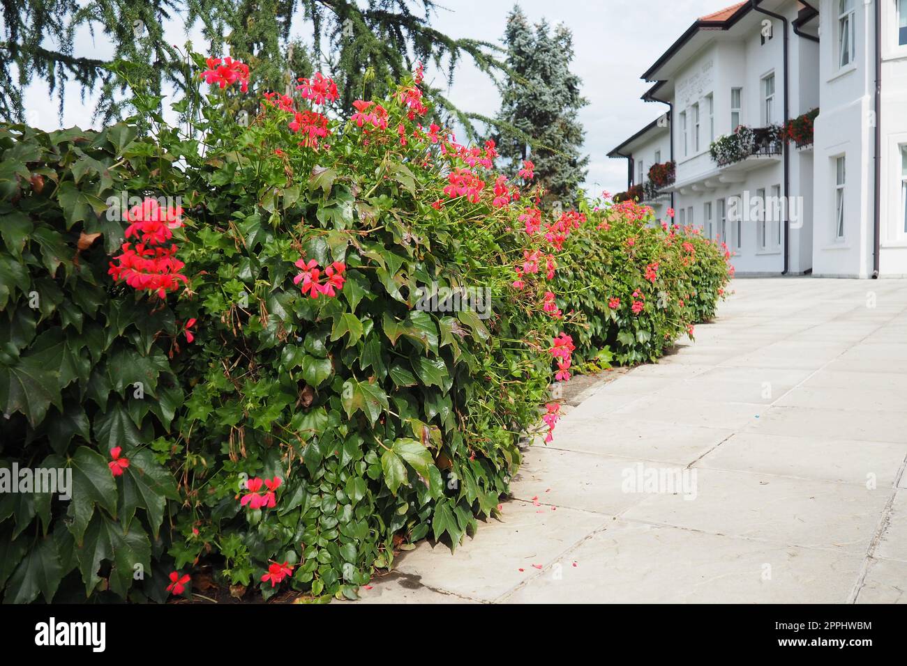Blühendes rotes Efeu-Geranium pelargonium in der vertikalen Gestaltung von Straßen- und Parkanlagen. Wunderschöner großer Pelargonium-Geranium-Cranesbill. Blumenzucht und Gartenbau. Banja Koviljaca Stockfoto