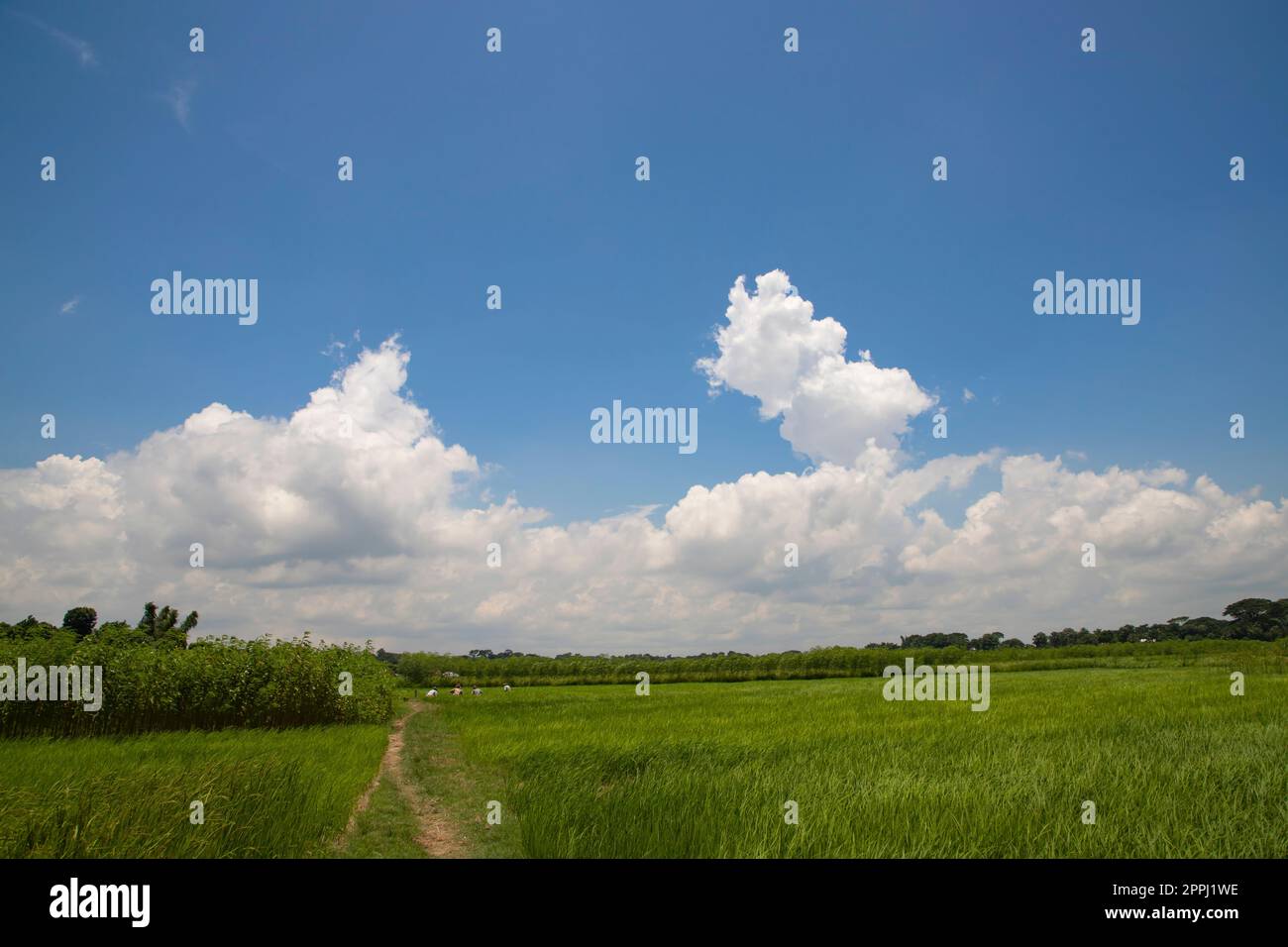 Wunderschöne grüne Reisfelder mit kontrastierendem wolkigen Himmel Stockfoto
