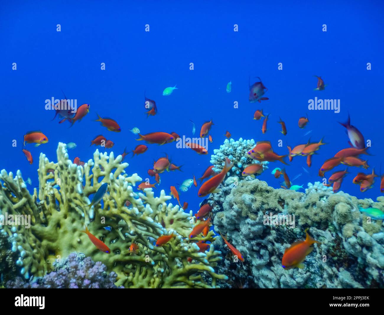 Atemberaubendes tiefblaues Wasser mit bunten Fischen über Korallen, während Sie in ägypten tauchen Stockfoto