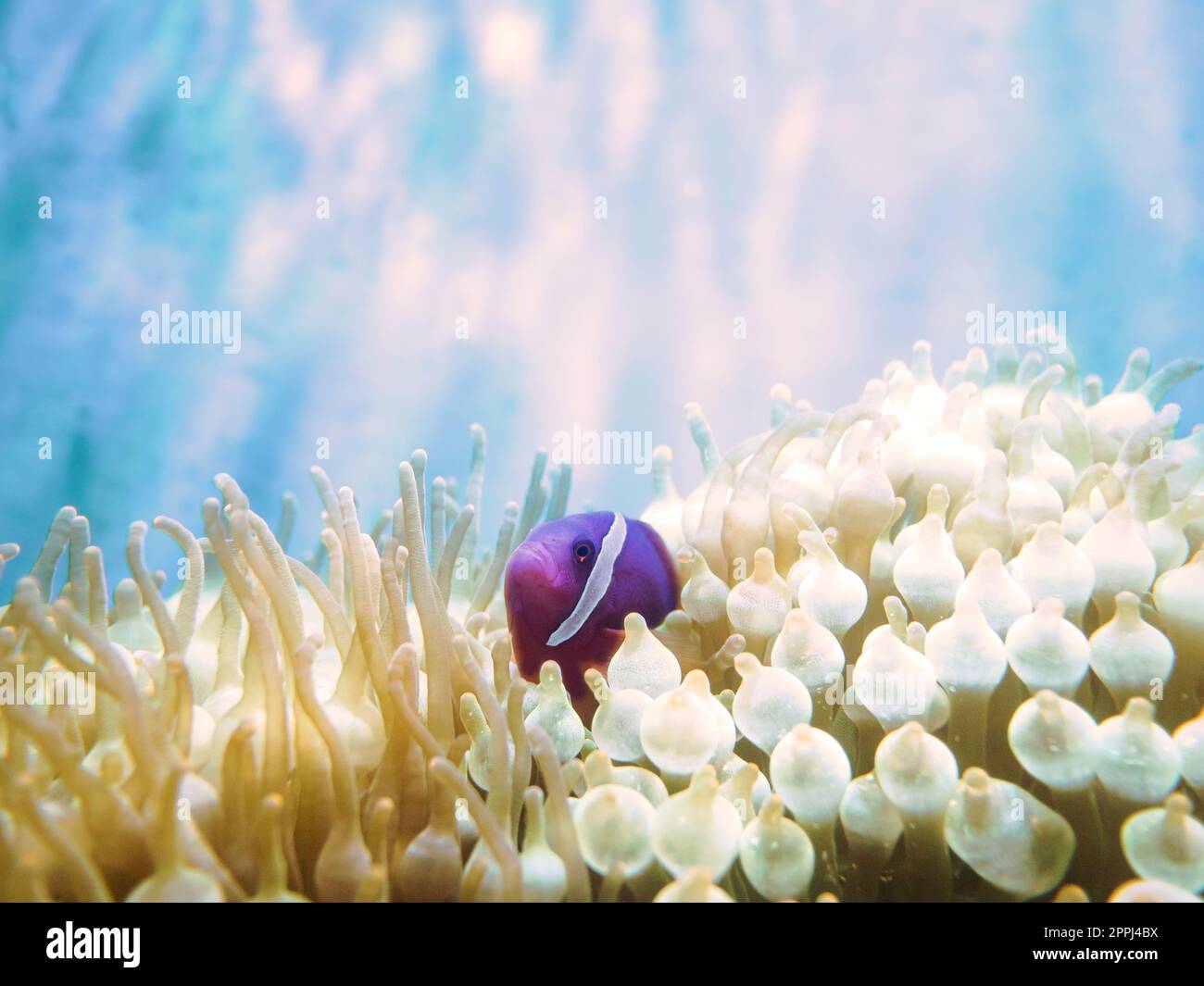 Tomaten-Anemonfisch, Bridled Clownfisch (Amphiprion frenatus), der aus der Meeranemone guckt Stockfoto