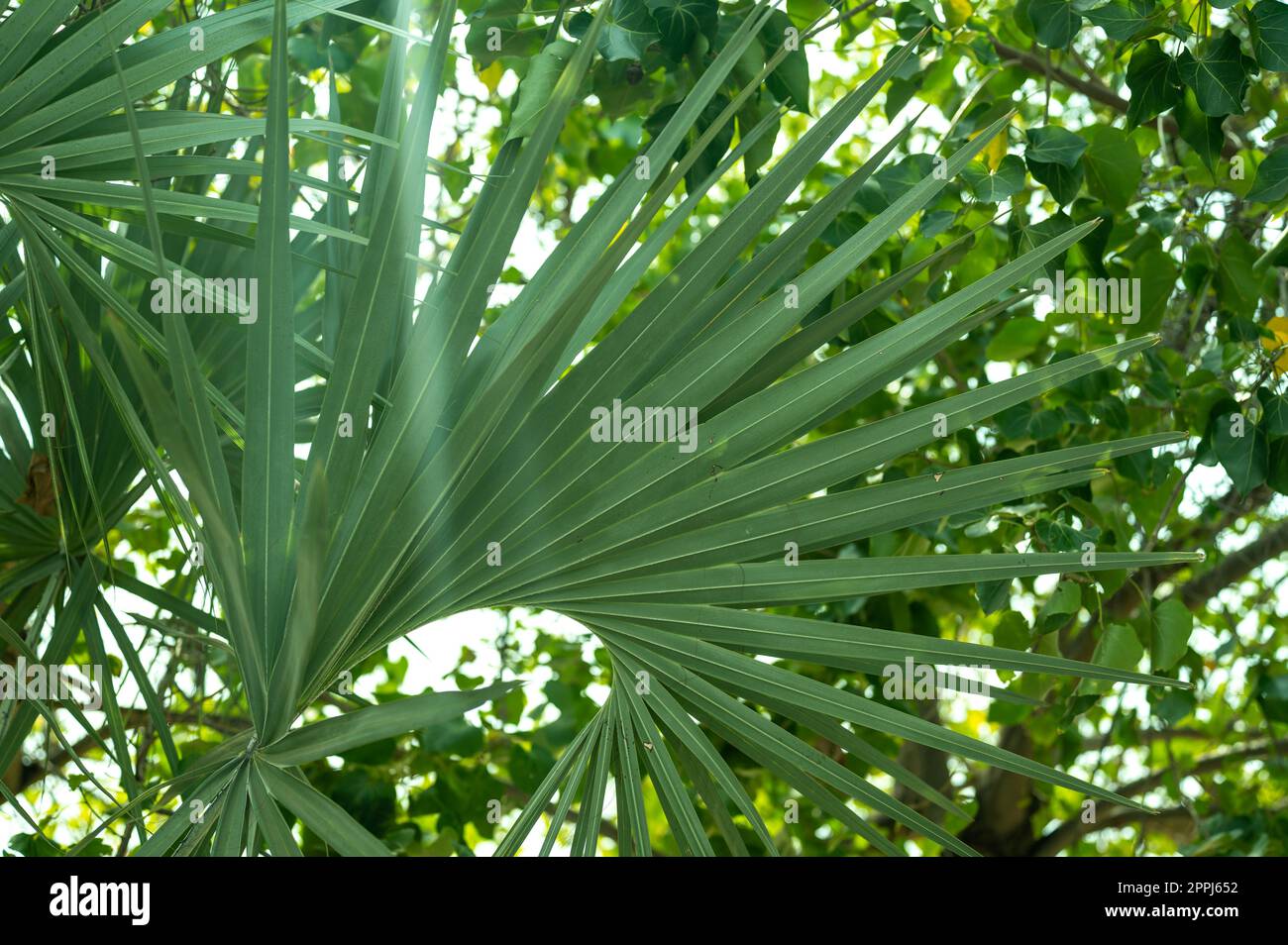 Viele leuchtend grüne tropische Blätter als Hintergrund. Grüne Textur des Palmenblattes. Naturhintergrund Stockfoto