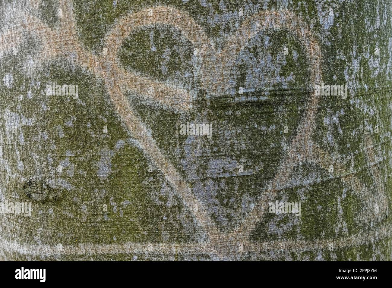 Ein Herz in die Rinde eines alten Baumes während der Wanderung geschnitzt Stockfoto
