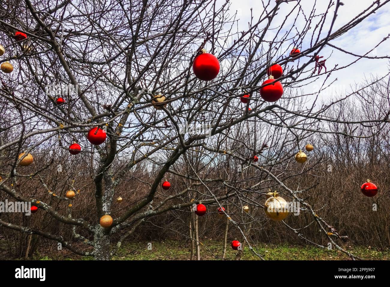 Viele bunte weihnachtsbälle auf einem Baum im Wald während der Wanderung Stockfoto