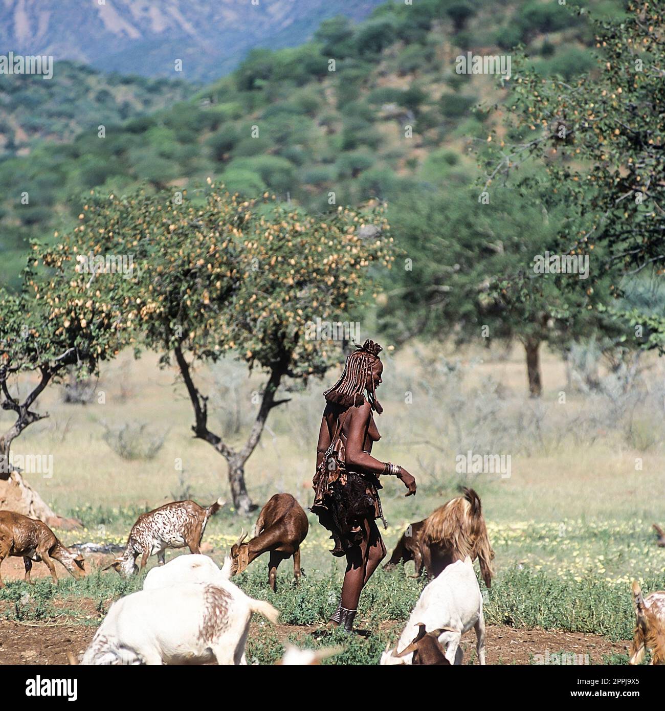 15. Mai 2005. Nicht identifizierte Himba-Frau mit einer Ziegenherde. Epupa Falls, Kaokoland oder Kunene Province, Namibia, Afrika Stockfoto
