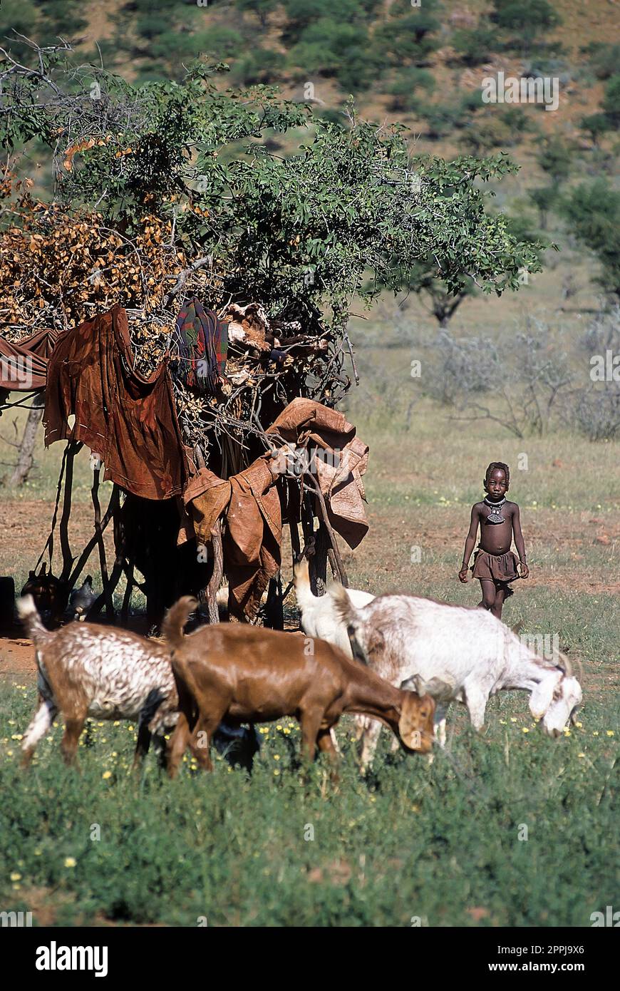 15. Mai 2005. Nicht identifizierter Himba-Junge mit einer Ziegenherde. Epupa Falls, Kaokoland oder Kunene Province, Namibia, Afrika Stockfoto