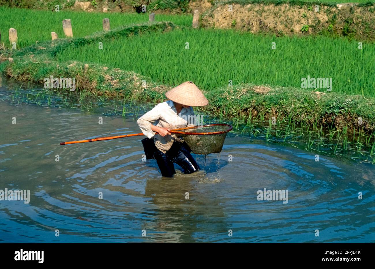 Gescannte Folie mit historischem Farbfoto einer nicht wiedererkennbaren Person, die Reismütze beim Fischen in einem Reisfeld in Vietnam trägt Stockfoto