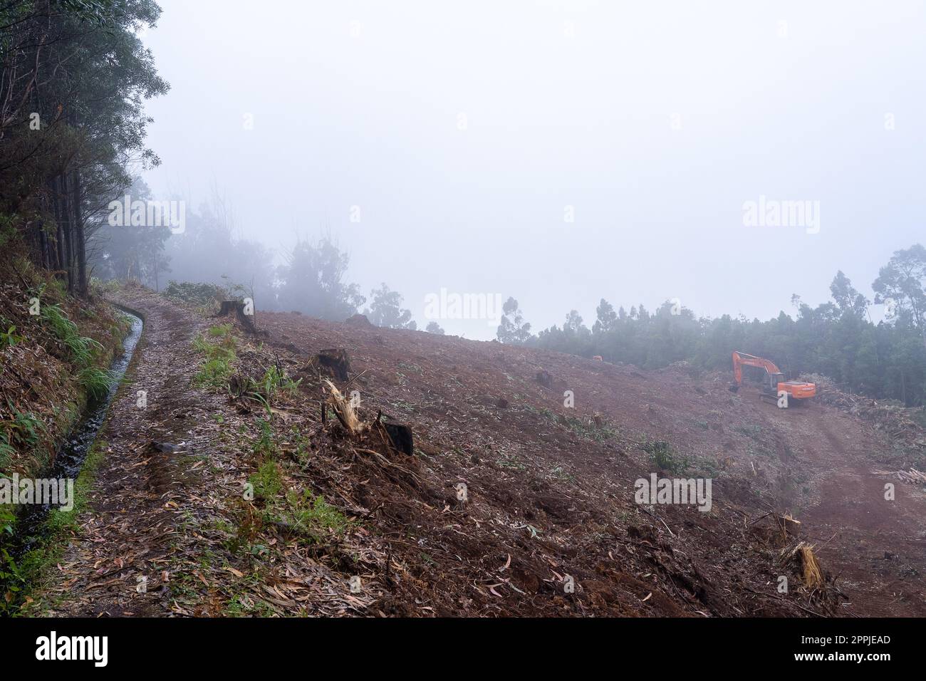 Fläche mit umgefallenen Bäumen, die zur kommerziellen Nutzung von Wäldern geerntet werden. Stockfoto