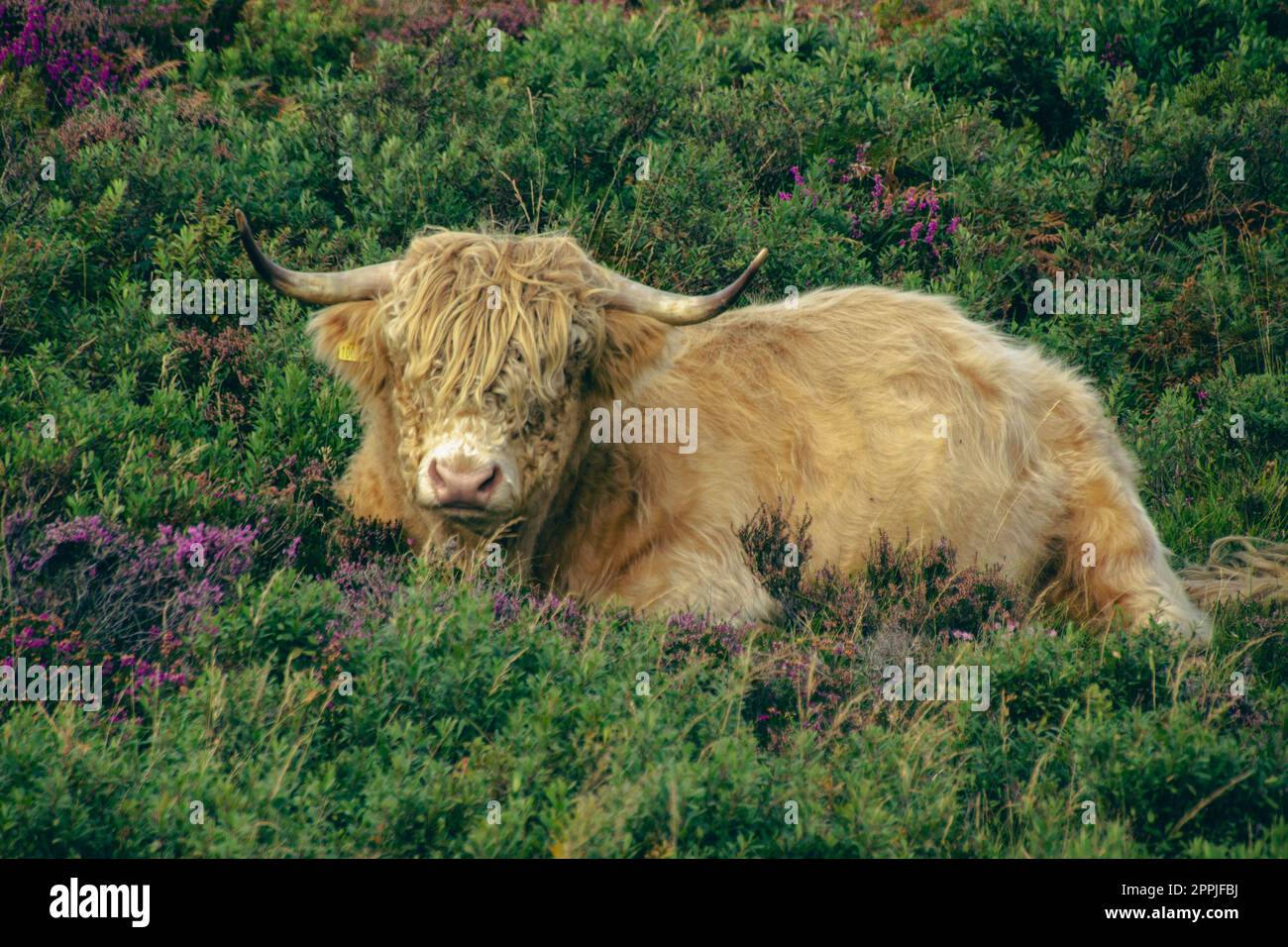 Hochlandrinder Stockfoto