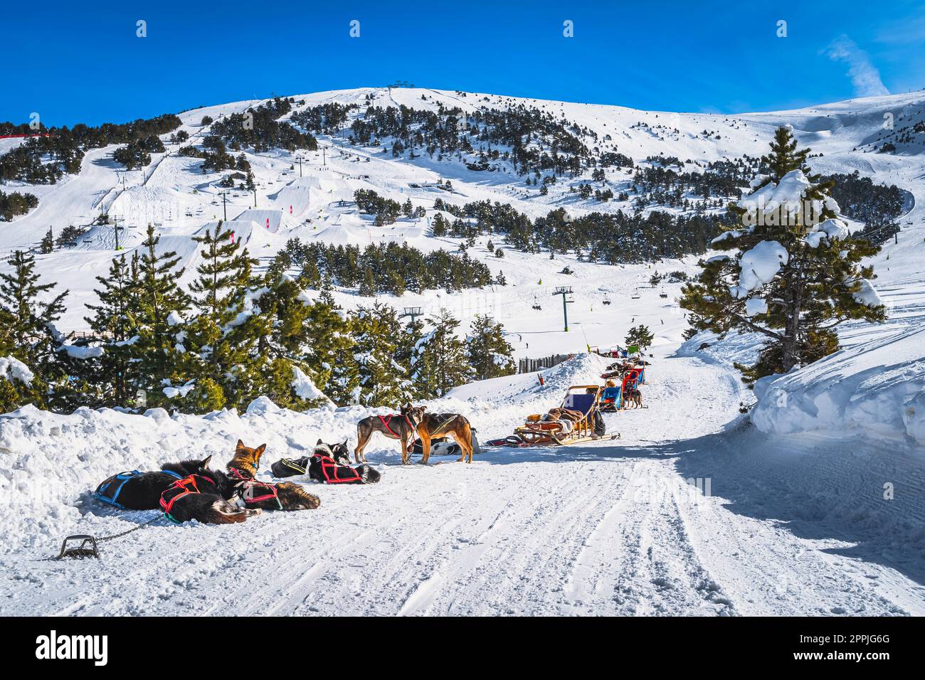 Gruppen von Huskey in vielen Hundeschlitten, die auf eine Fahrt warten, Andorra Pyrenäen Stockfoto