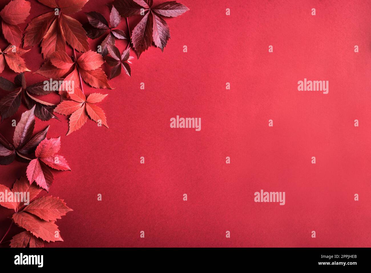 Herbstrote Blätter auf rotem Hintergrund, Kopierbereich. Herbstjahreskonzept. Stockfoto