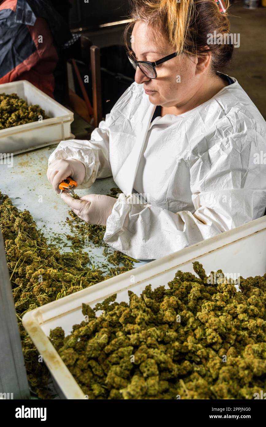 Femaleâ€ s Arbeiter in Handschuhen, der mit einer Schere Marihuanablätter von trockenen Knospen schneidet Stockfoto