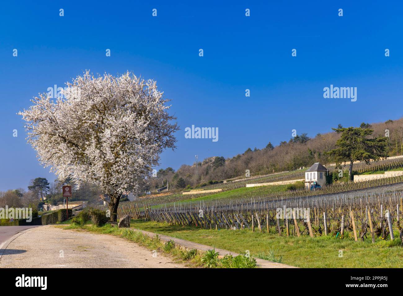 Weinstraße (Route des Grands Crus) in der Nähe von Gevrey-Chambertin, Burgund, Frankreich Stockfoto