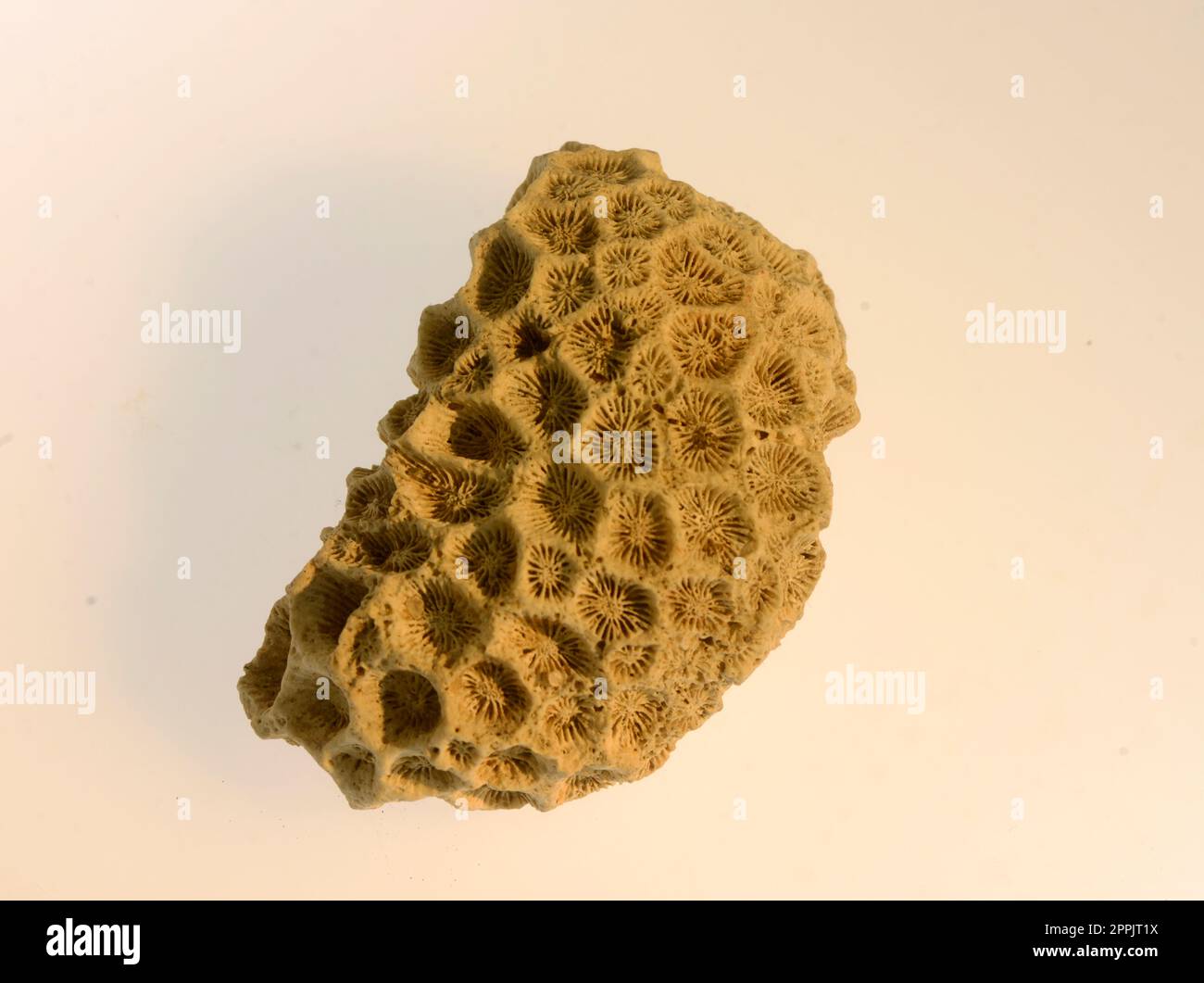 Brain Coral Stockfoto