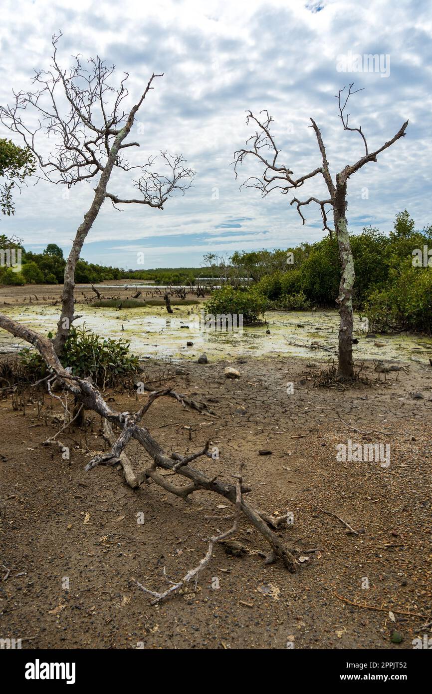 Eine einsame Landschaft mit getrocknetem Schlamm, stagnierendem Wasser und toten Bäumen vor einem wolkigen Himmel. Wynnum Wetlands, Queensland, Australien. Stockfoto
