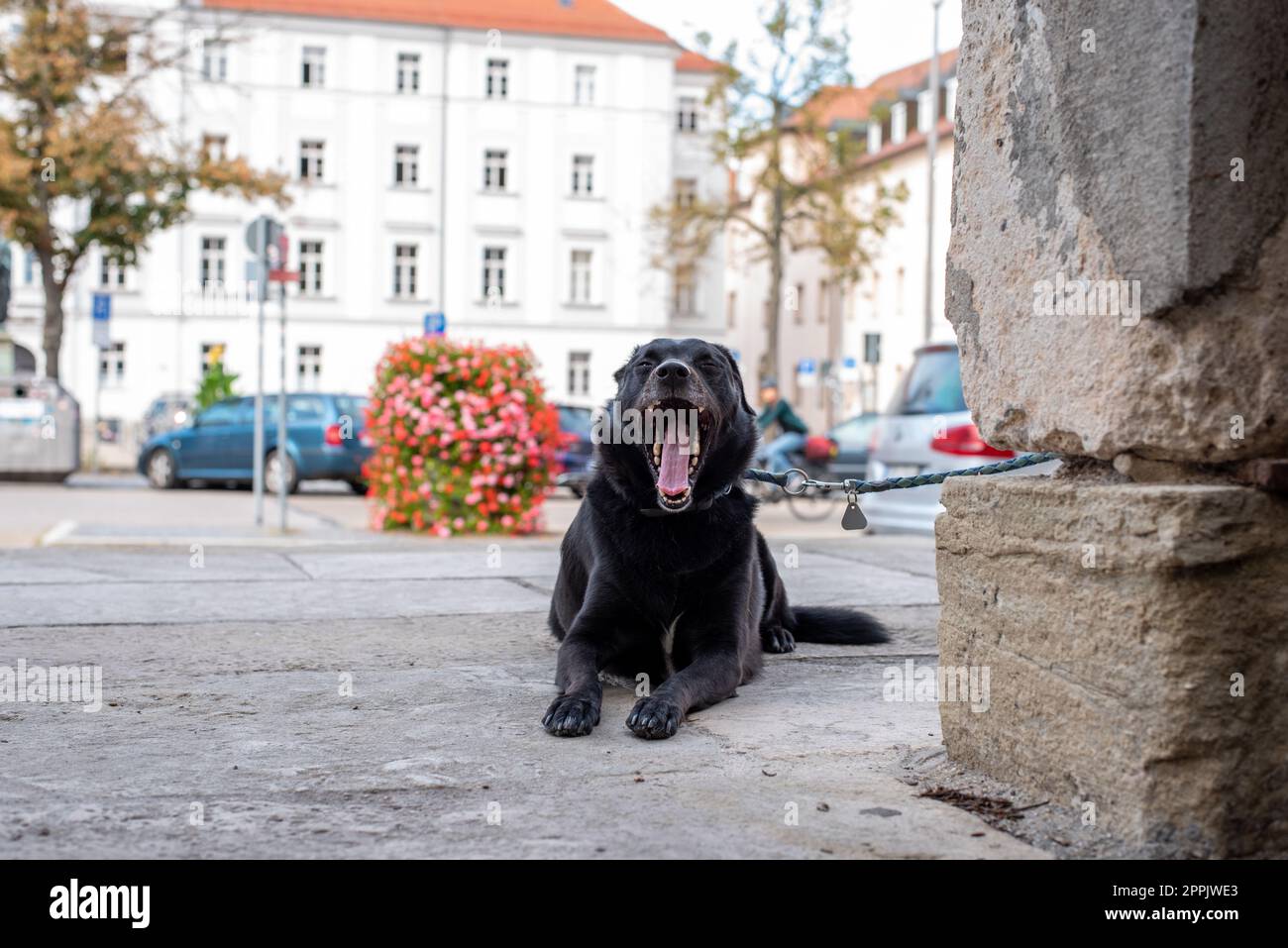 Junger Hund wartet an einem Tor in Regensburg auf seinen Meister Stockfoto