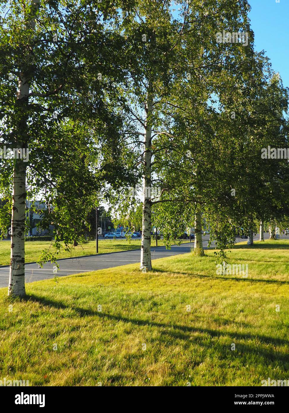 Grüne Birken in der Nähe des Kirov-Platzes Kirovan lagevo Kirovin aukio. Das Stadtzentrum von Petrozavodsk. Die Hauptstadt von Karelien. Veranstaltungsort für die wichtigsten Veranstaltungen und Feierlichkeiten der Stadt 3. August 2022, finnisches Theater Stockfoto