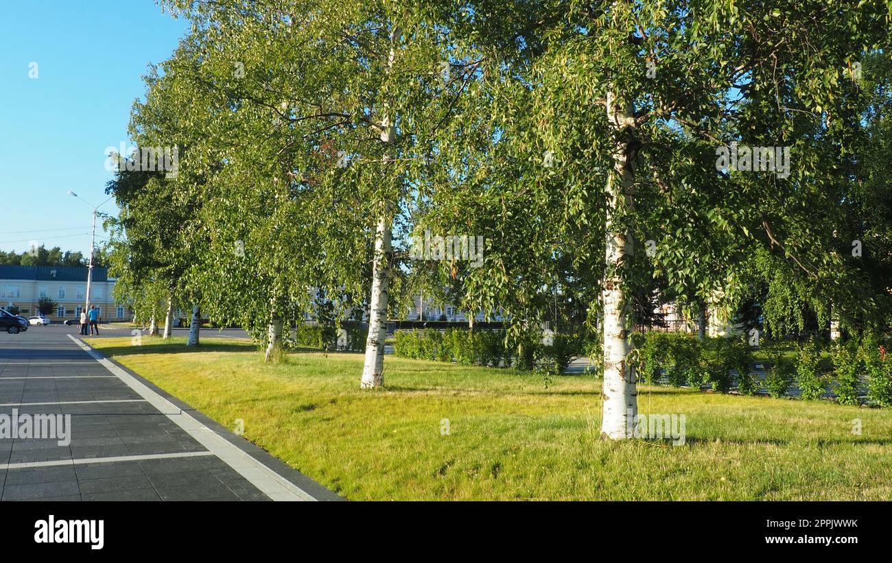 Grüne Birken in der Nähe des Kirov-Platzes Kirovan lagevo Kirovin aukio. Das Stadtzentrum von Petrozavodsk. Die Hauptstadt von Karelien. Ein paar Leute reden. Veranstaltungsort für die wichtigsten Veranstaltungen und Feierlichkeiten der Stadt am 3. August 2022 Stockfoto