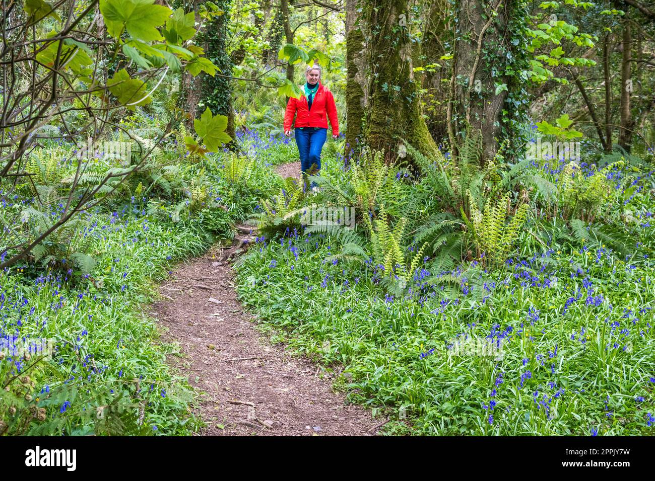 Courtmacsherry, West Cork, Irland. 24. April 2023. Eine Frau geht einen Pfad entlang, der sich in Courtmacsherry Woods, West Cork, durch die Blauen Glocken schlängelt. Kredit: AG News/Alamy Live News Stockfoto