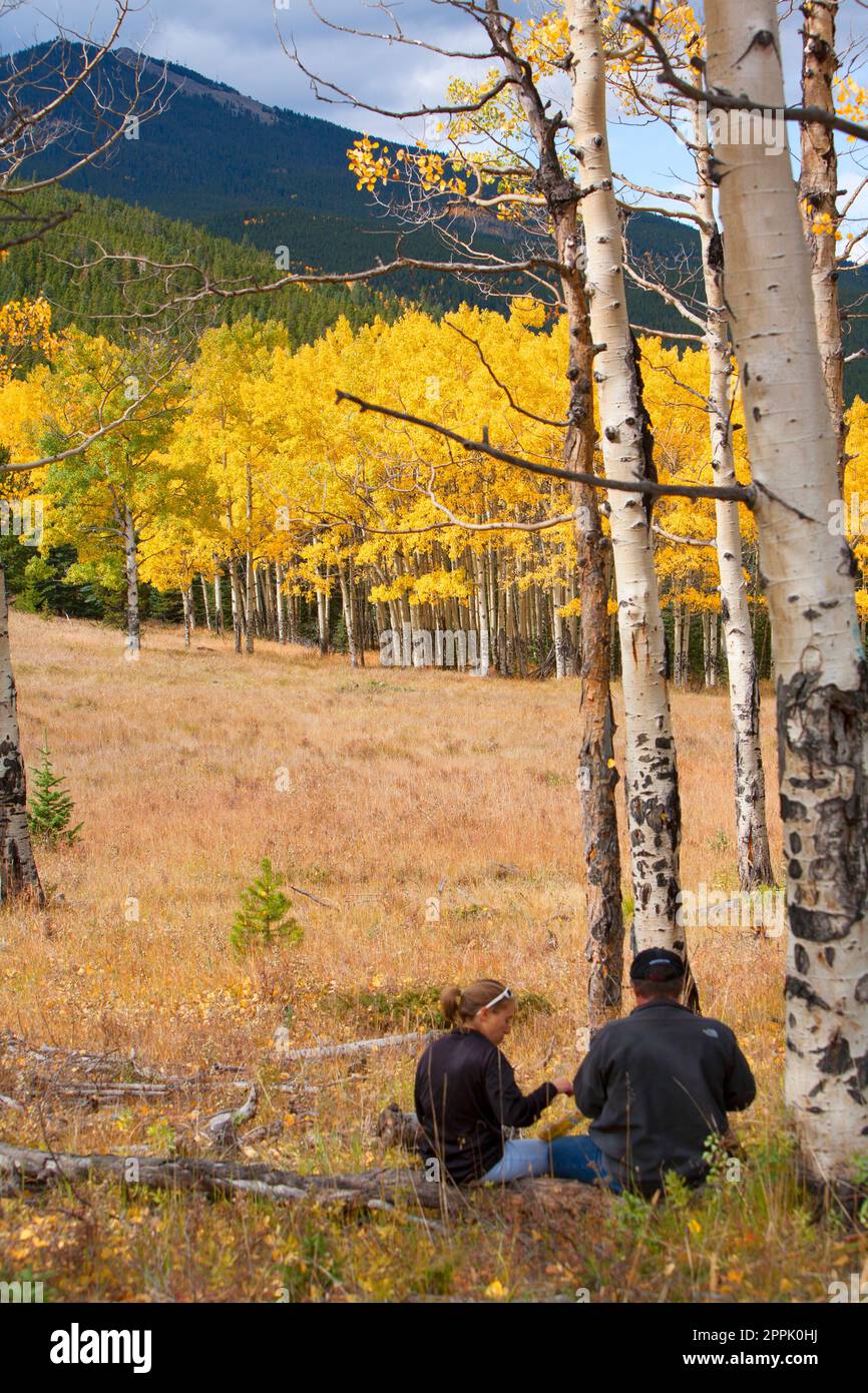 Aspens von Colorado Stockfoto