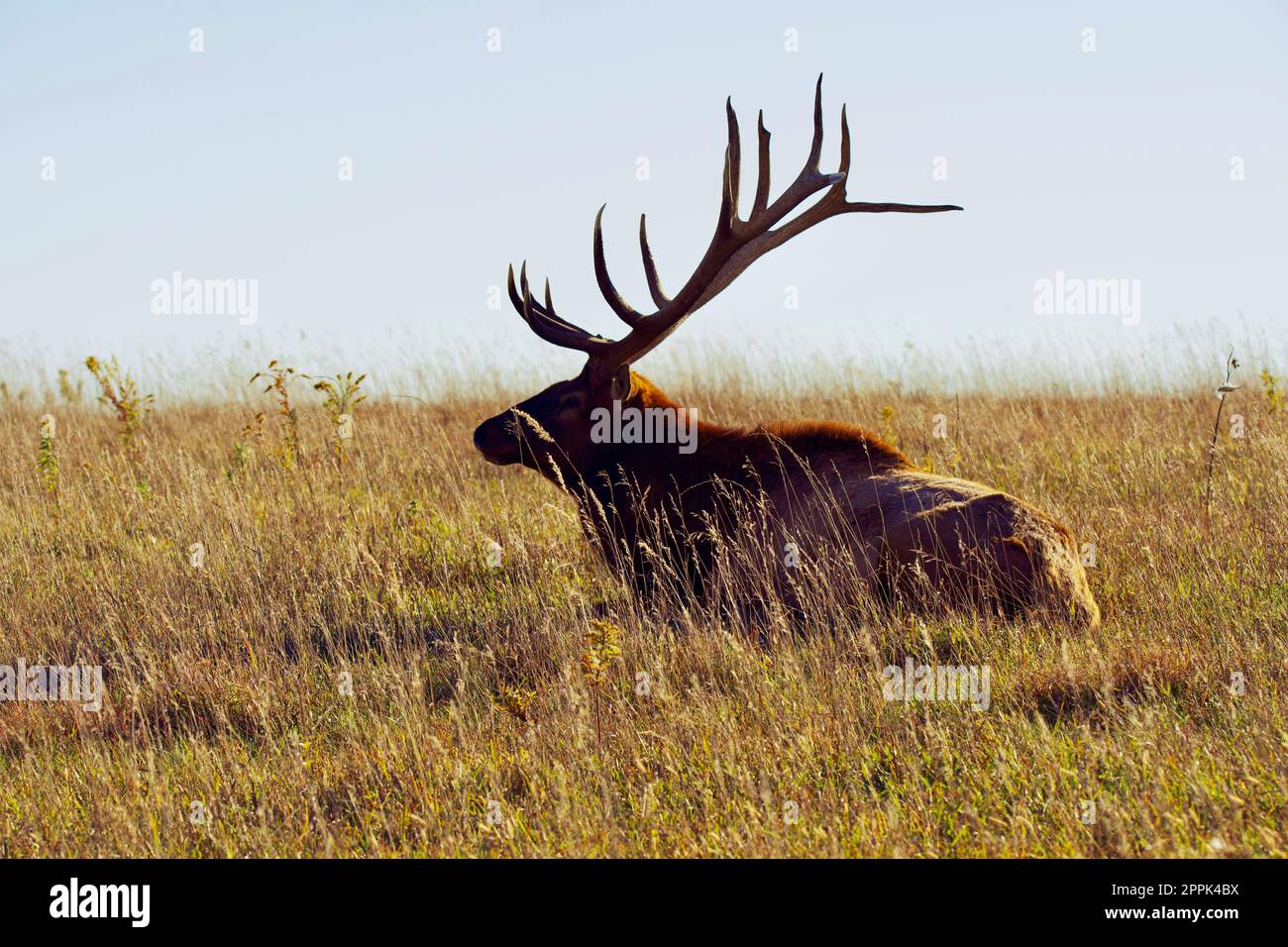 Ein eindrucksvoller, reifer Bullenwapfel, der auf einer Wiese steht und sein eindrucksvolles Geweih zeigt. Stockfoto