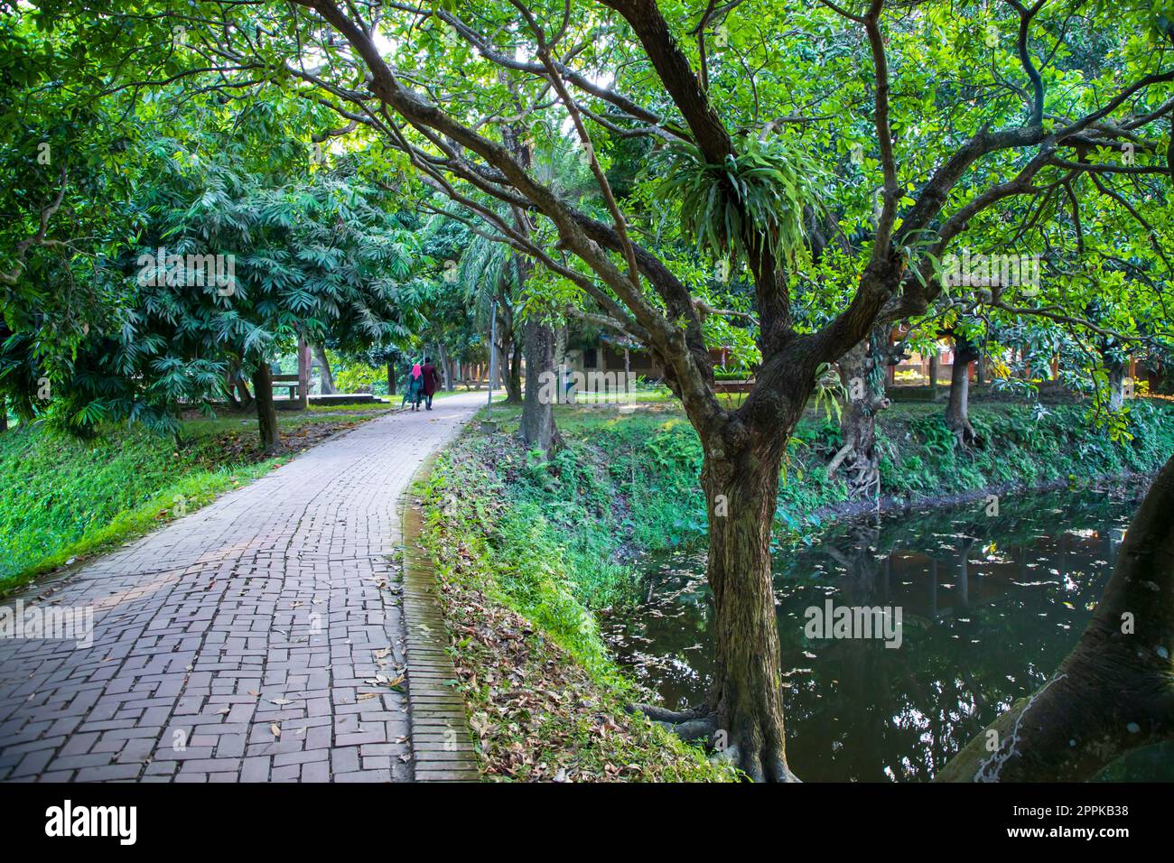 Natürlicher grüner Baum im Park Stockfoto