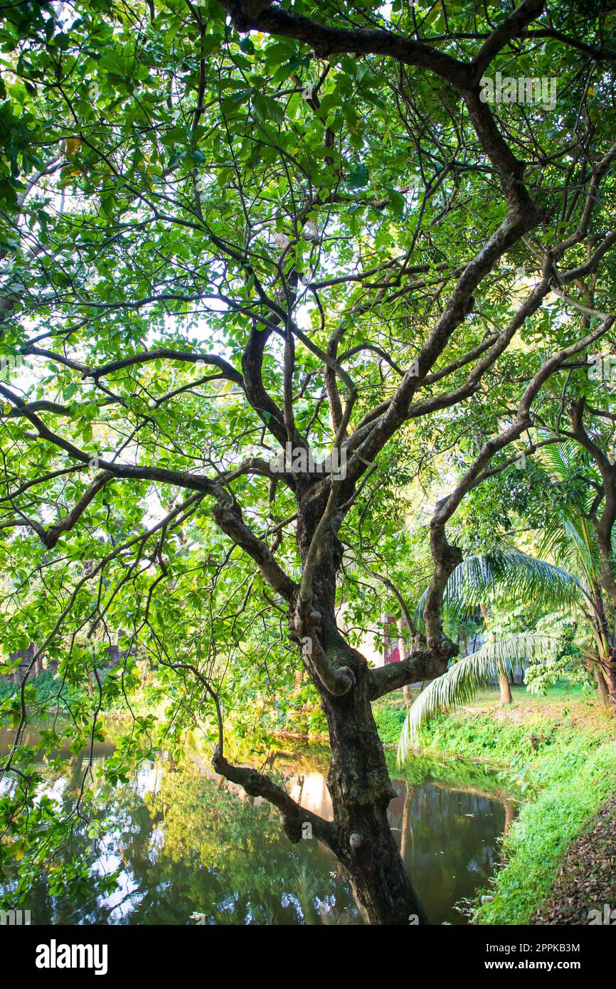 Natürlicher grüner Baum im Park Stockfoto