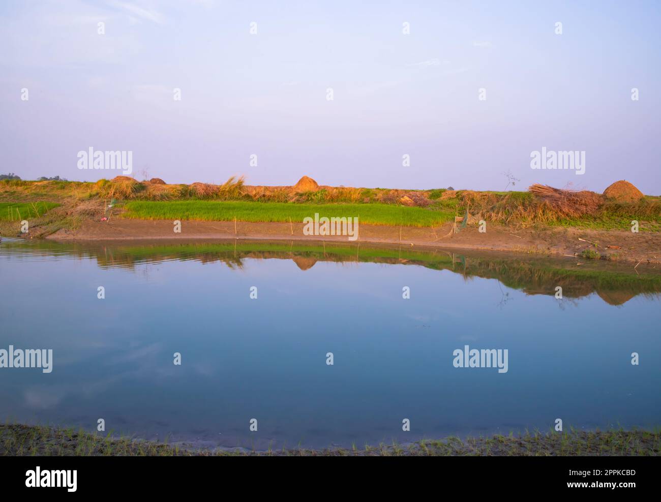 Kanal mit grünem Gras und Vegetation, die sich im Wasser in der Nähe des Flusses Padma in Bangladesch widerspiegelt Stockfoto