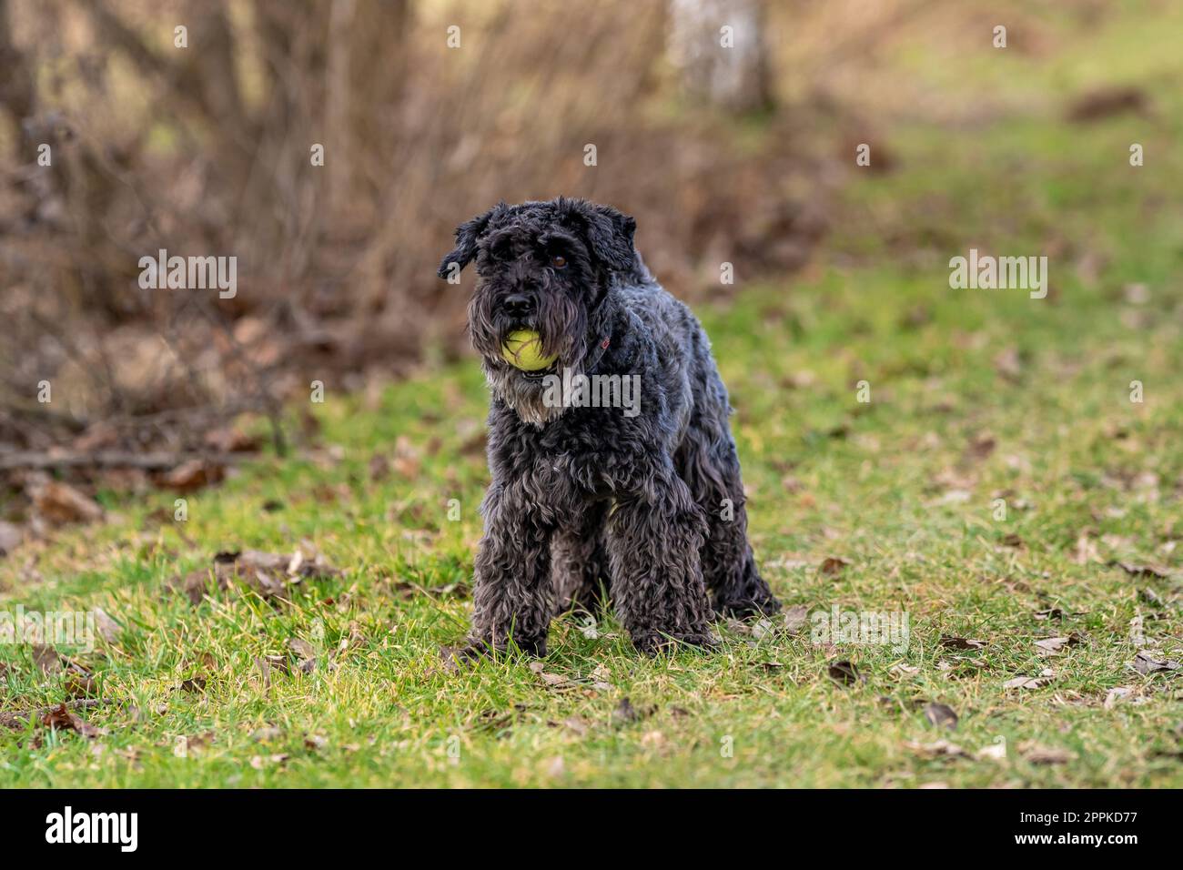 Ein Hund mit einem Tennisball spielt auf der Wiese, kleiner schwarzer Schnauzer Stockfoto