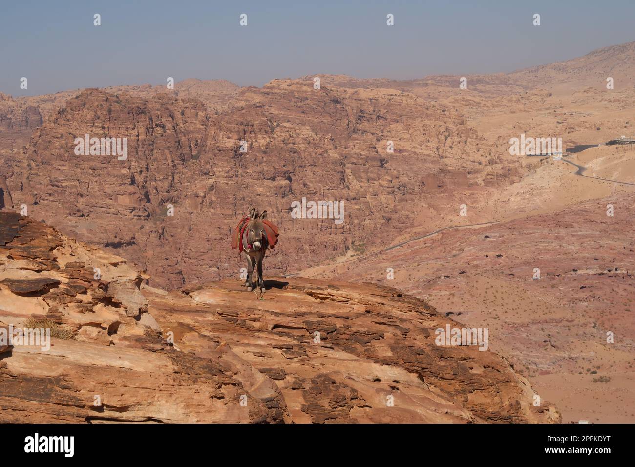 Esel auf einem Felsen in der Nähe des Aussichtspunkts des hohen Ortes der Opferung, Petra, Jordan Stockfoto