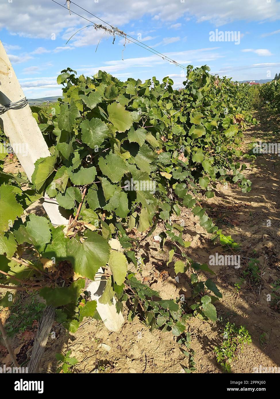 Reife grüne Trauben im Herbst bei Bacau in Nordrumänien. Stockfoto