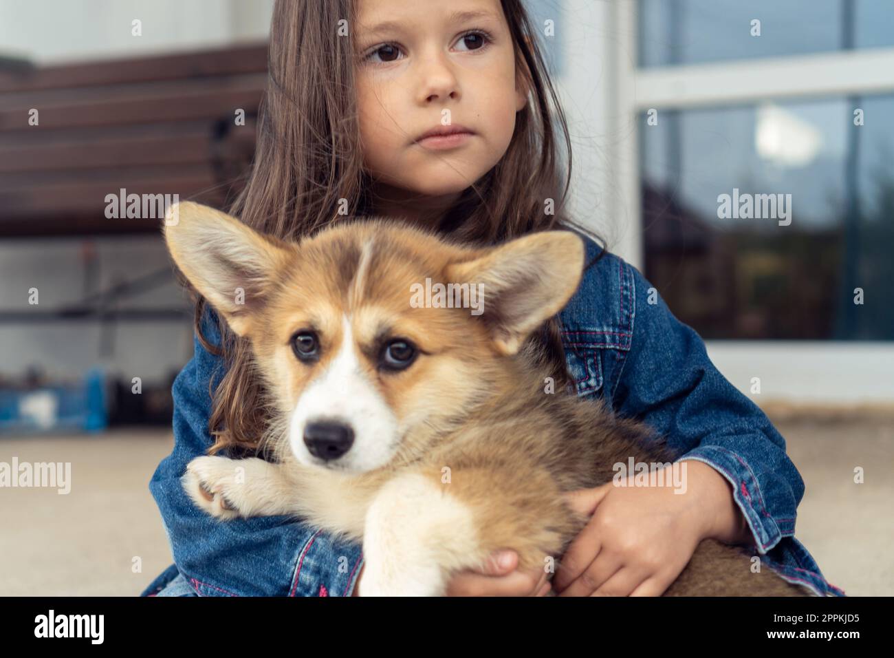 Porträt eines fantastischen kleinen Mädchens mit langen Haaren, das eine Jeansjacke trägt und das süße welsh pembroke Corgi Hundetier umarmt. Stockfoto