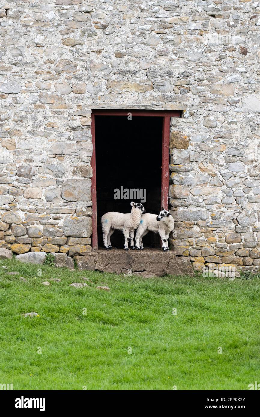 Yorkshire Dales - Swaledale Sheep Lambs, die im Eingang einer alten Scheune stehen - Yorkshire, England, Großbritannien Stockfoto