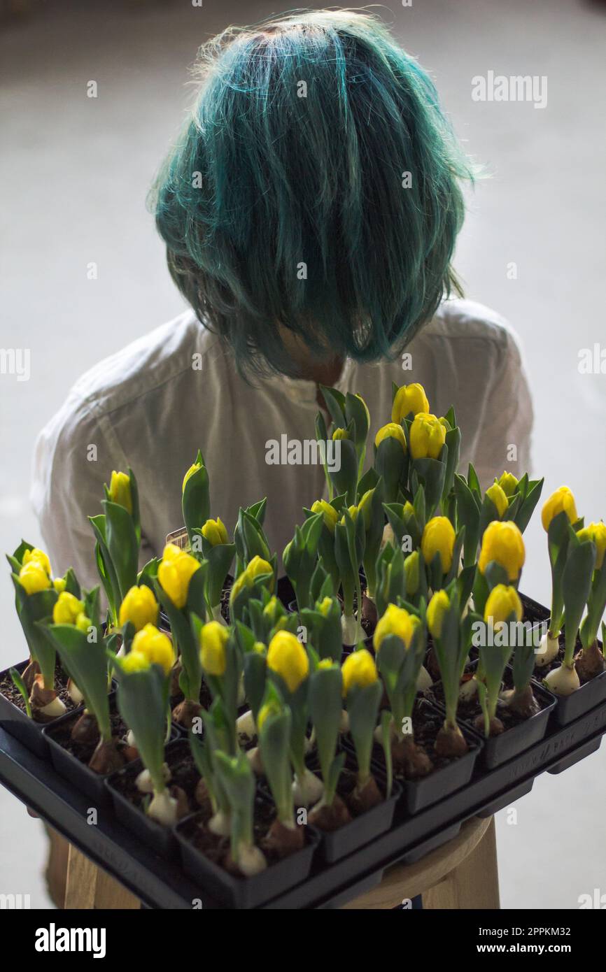 Nahaufnahme mit Tulpen und türkisfarbenem Mädchen mit Versteckgesicht Konzeptfoto Stockfoto