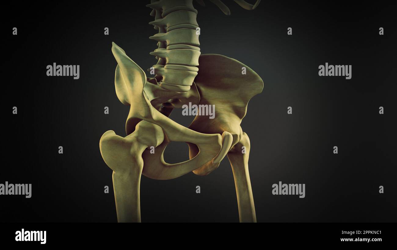 Hüftknochen oder Koxalknochen Stockfoto
