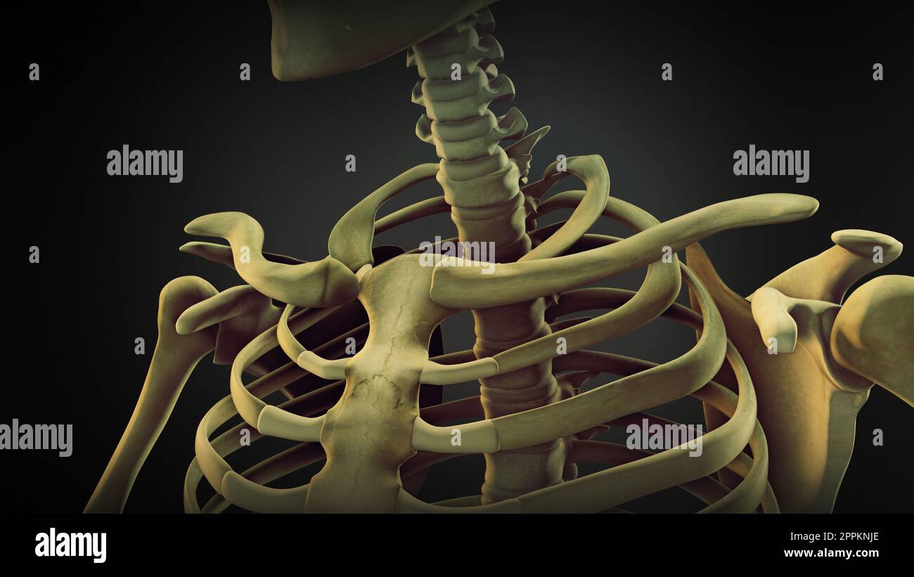 Schulterknochenanatomie des menschlichen Skeletts Stockfoto